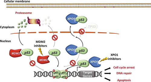 Figure 4. Inhibitors of MDM2 and XPO1 interfere with p53 degradation and nuclear export. The physiological function of p53 is exerted in the nucleus, where p53 binds to DNA and induces the transcription of its target genes, thus favoring cell cycle arrest, DNA repair, and apoptosis. Under basal conditions, the p53 protein in normal cells is maintained at low levels by MDM2, an E3 ubiquitin protein ligase that facilitates p53 ubiquitin-mediated degradation. MDM2 binds and ubiquitinates p53, that is then degraded in the proteasome. MDM2 inhibitors, such as RG7388, interfere with p53 binding to MDM2, and therefore inhibit p53 ubiquitination, promote p53 stability and enhance p53 function and transcriptional activity in the nucleus. XPO1 is a key nuclear export protein that mediates the export from the nucleus to the cytoplasm of different proteins, including p53. XPO1 binds to p53 and then mediates its delocalization from the nucleus to the cytoplasm. Once exported into the cytoplasm, p53 is no longer able to exert its normal function as a tumor suppressor gene. XPO1 is usually overexpressed in tumoral cells and may export p53 out of the nucleus with a greater extent, leading to the loss of the physiological p53 activity in the nucleus. XPO1 inhibitors are able to reduce the export of p53 out of the nucleus, thus increasing its nuclear concentration and enhancing its physiological activity