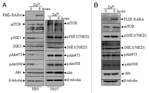 Figure 5 The effects of PML-RARα and PLZF-RARα overexpression on the Akt-mTOR pathway in leukemic cells. U937/PR9 and U937 cells (A) as well as U937/PLZF-RARα cells (B) were treated with or without 100 µM ZnSO4 for the indicated hours. Total proteins were harvested and the indicated proteins were analyzed by protein gel blot. The induced expression of PML-RARα and PLZF-RARα proteins in the respective cells were confirmed by the RARα antibody. All experiments were repeated at least three times and similar results were obtained.