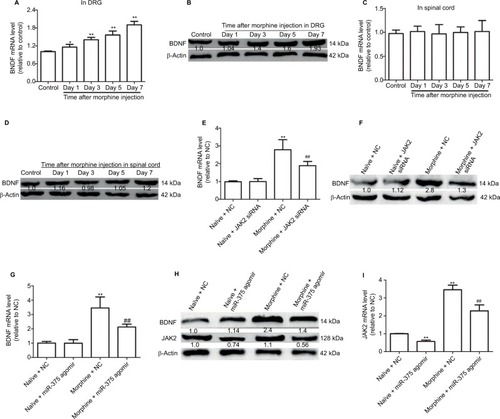 Figure 3 Upregulation of miR-375 level inhibits BDNF expression by downregulating JAK2 in the DRG of morphine-tolerant mice. (A and B) qRT-PCR and Western blot assays are used to detect BDNF mRNA and protein expression levels in DRG after morphine treatment. (C and D) mRNA and protein expression levels of BDNF are examined in spinal cord via qRT-PCR and Western blot analysis after morphine treatment. (E and F) Administration of JAK2 siRNA suppresses the increased protein and mRNA expression of BDNF at day 6 following morphine injection. (G and H) Injection with miR-375 agomir suppresses the increased protein and mRNA expression of BDNF at day 6 following morphine injection. (H and I) Injection with miR-375 agomir suppresses the increased protein and mRNA expression of JAK2 at day 6 following morphine injection. Data were presented as mean ± SD; *P<0.05, **P<0.01 vs. control; ##P<0.01 vs. morphine + NC.