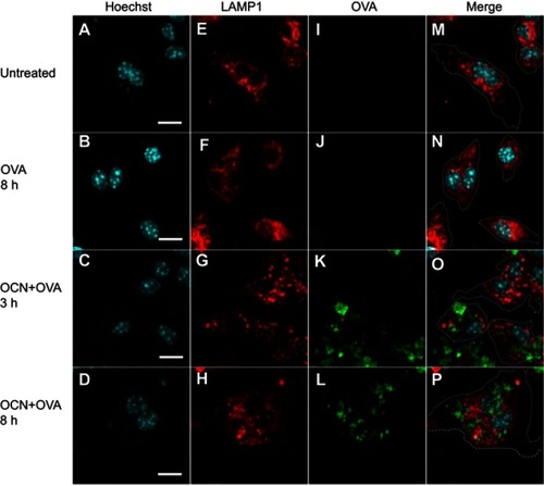 Figure 5 OVA delivered by OCNs did not colocalize with lysosomes. OCN+OVA-fluorescein conjugate (ratio 3:1, green) were incubated with BMDMs. After the indicated incubation times at 37°C, cells were subjected to immunofluorescence staining using rat anti-LAMP1 antibody and anti-rat IgG conjugated Alexa Fluor® 555 for lysosomes (red). Nuclei were stained with Hoechst (blue). Images were acquired by confocal microscopy. (A–D) Hoechst, (E–H) LAMP1 (I-L) OVA-fluorescein conjugate, (M–P) merged images. Scale bar =10 µm.