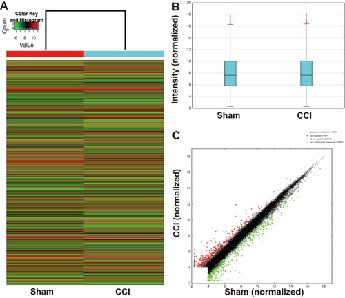 Figure 2 mRNA expression between the CCI and sham-operated rats. (A) Hierarchical clustering shows a differential mRNA expression profiles between two groups. The upregulated mRNAs in the CCI group are shown in red, and the downregulated ones are in green. (B) Box plots show the distribution of mRNAs for the two groups. The distributions (the means, the 25th and 75th percentiles) were nearly the same in the CCI and Sham groups after normalization, indicating that the overall expression of mRNA was uniform between the two groups. (C) Scatter plots assess the mRNA expression differences between CCI and Sham groups. The mRNAs above the top green line (indicated with red dot) and below the bottom green line (indicated with green dot) are differential mRNAs (fold change ≥ 2.0 or ≤ −2.0, respectively), while mRNAs with no expression difference are represented with black dots between the two border lines.