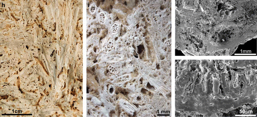 Figure 3. (a–e) Rhynie chert plants and preservation features. (a) Block of Rhynie chert with horizontal and vertical axes of Rhynia surrounded by a meshwork of microbial filaments. (b) Open space between axes and filaments of the meshwork is filled with later phases of white to clear chert. At the base of the block a silicified clastic horizon contains degraded and poorly preserved axes of Asteroxylon (c). (d) Two adjacent axes of Rhynia from the upper chert horizon illustrated in (e). Cellular preservation typifies the lower axis whilst the upper axis lacks discernable cell structures. (e) Composite chert bed with lower, central and upper clastic horizons. Basal chert lens contains horizontal and vertical axes of Aglaophyton and less common horizontal axes of Rhynia. The upper lens contains dominantly horizontal axes of Rhynia. (f) Scanning electron microscope (SEM) image of a transverse fracture section through the stem of an Eleocharis sub-fossil. Opal-A containing microbes encrusts the stem surface. Opal-A films and particle aggregates line inner and outer cell-wall surfaces within the stem fixing them within a mineral matrix. (g) SEM image of oblique longitudinal fracture section through the outer cortex and fibre sheath surrounding the vascular bundle of a sub-fossil Eleocharis. The parenchymatous cells of the outer cortex exhibit three-dimensional preservation typical of well-preserved Rhynie plants. (h–k) Pleistocene to Early Holocene geothermal wetland specimens from Yellowstone. (h) Fracture section reveals vertical and horizontal stems of Eleocharis. Porosity in the matrix and plant stems is yet to be filled by silica. This process, which accompanies burial and the diagenetic transformations that convert opal-A to chert, has been halted by the cessation of thermal activity in the area of plant preservation. (i) Numerous horizontal stems of Eleocharis with well-preserved anatomy. (j) SEM image of Eleocharis stems in wetland matrix. Stems are encrusted by opal-A and microbial meshworks span between adjacent stems. (k) Transverse fracture section through part of the stem of Eleocharis. Centre and top of image reveal the outer cortex where parenchymatous cells are preserved three dimensionally and intercellular space is almost completely filled with opal-A, whilst intracellular space is partially filled with opal-A aggregates but remains open. Lower margin of image is the site of the epidermis and bundles of fibres. Almost all inter- and intracellular space in these tissues is occluded.