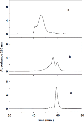 Figure 2. Size exclusion chromatography of PEGylated BSA: BSA (a) incubated at a protein concentration of 0.25 mM with either 10 mM Mal-Phe-PEG-5K (b) or with 5 mM IT and 10 mM Mal-Phe-PEG-5K (c) overnight at 4°C and the excess of reagents were removed by ultrafiltration. The products were subjected to size exclusion chromatography Superose 12 columns; two columns connected in series.