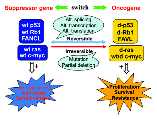 Figure 1. The wild-type (wt) of tumor suppressor genes exemplified by p53, Rb1 and FANCL can be switched to a different (d) form with oncogenic features, whereas the wt of canonical oncogenes, exemplified by k-ras and c-myc, are versatile or can be switched to a form with suppressive traits. The switch may occur via reversible mechanisms such as alternative (Alt.) transcription, splicing or translation, or via irreversible mechanisms such as mutation or partial deletion. Tumor-suppressive functions are typically manifested as enhanced (+) growth arrest, cell death or sensitivity to cancer treatments, whereas oncogenic traits include increased (+) proliferation, survival or resistance to therapies.