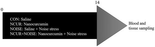 Figure 1. Timeline of the experiments. Numbers represent days. CON: control; NCUR: nanocurcumin; NOISE: noise stress.