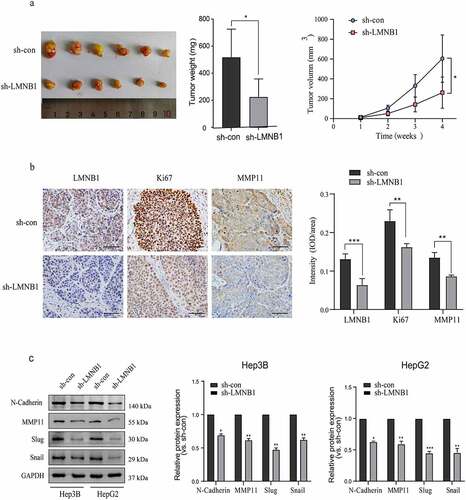 Figure 6. Knockdown of LMNB1 suppresses HCC tumorigenesis in vivo and restrains EMT. (a) The weight and growth curves of the subcutaneous tumors. (b) IHC analysis of LMNB1, Ki67 and MMP11 in subcutaneous tumors. Scale bars = 50 μm. (c) Western blot analysis of EMT-relevant markers, including N-cadherin, Slug, Snail and MMP11. *P < 0.05, **P < 0.01, ***P < 0.001.