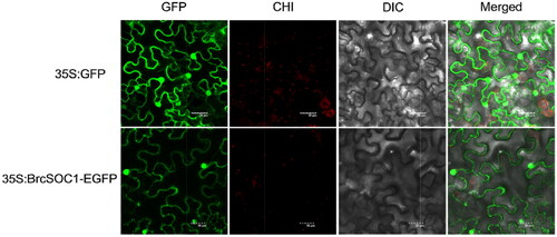 Figure 3. Subcellular localization of 35S:BrcSOC1-EGFP transiently expressed in N. benthamiana.Note: The top four panels from left to right show GFP fluorescence, chloroplast (CHI) auto-fluorescence, bright-field image, and merged image of N. benthamiana epidermal cells expressing the empty vector. The bottom four panels from left to right show green fluorescent protein (GFP) fluorescence, chloroplast (CHI) auto-fluorescence, bright-field image, and merged image of N. benthamiana epidermal cells expressing the fusion protein observed using a confocal microscope.
