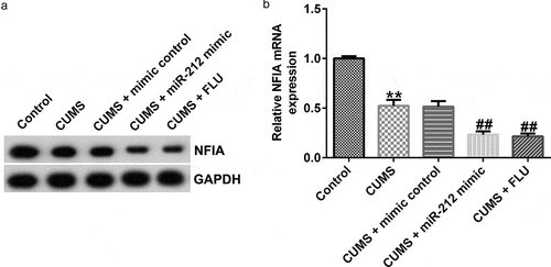 Figure 5. NFIA is negatively regulated by miR-212 in CUMS-induced mice. (a) NFIA protein expressions in CUMS mice with or without miR-212 mimic treatment were determined by Western blotting. (b) NFIA mRNA expression levels in CUMS-induced mice with or without miR-212 mimic treatment were detected by quantitative reverse transcription (qRT)-PCR analysis. **p < 0.01 vs. Control group; ##p < 0.01 vs. CUMS+mimic control group. CUMS, Chronic unpredictable mild stress