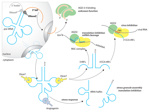 Figure 6. Model for tRNA fragments biogenesis. tRNA fragments originate from enzymatic digestion of mature and precursor tRNA. tRNA halves, tRFs, and 3′ tails are the products of different pathways.