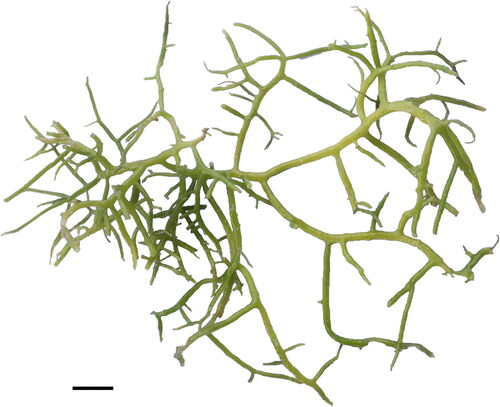 Figure 1. The habit of the K. malesianus specimen RD1484 (scale bar = 5.0 cm). Photo credits: R. V. Dumilag.