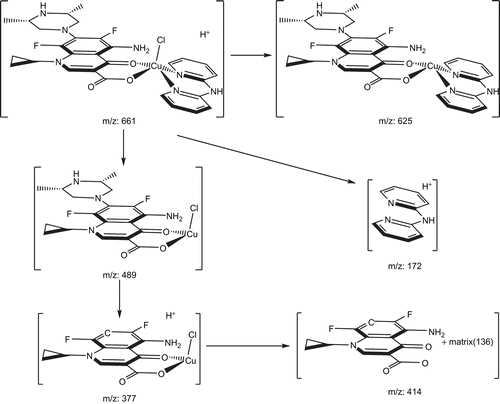 Figure 4.  Proposed fragmentation pattern for [Cu(SPF)(A1)Cl].5H2O complex.