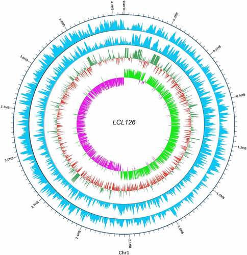 Figure 3. Visualization of apparent modification distribution methylation circle of Clostridium difficile LCL126, each circle from outside to inside represents the position of the genome