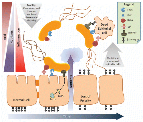 Figure 1 Schematic diagram of the ecology of H. pylori. As H. pylori moves through the mucus layer toward the epithelial surface, it encounters a gradient of decreased acid and increased nutrients, which promote viability and bacterial cell growth. A proportion of bacterial cells attach to the epithelium via BabA, SabA and probably other adhesins that bind their cognate glycan receptors. Attachment to the epithelium permits injection of the CagA oncoprotein via the type IV secretion system (T4SS), disruption of cell signalling and polarity and loss of tight junctions. These inflammatory changes further increase nutrient availability but at the cost of encountering toxic reactive oxygen species. Epithelial cells and the mucus layer are continuously shed into the lumen, carrying attached H. pylori cells, which will be lost into the lumen and expelled unless binding is inhibited. Modulation of attachment proteins gives H. pylori the flexibility to regulate its exposure to these “physicochemical facts of life”, and promote chronic infection.