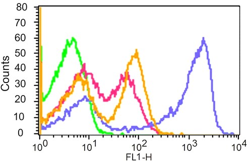 Figure 4. Histogram showing overlay of unstained CBMCs (Green), proliferated CBMCs stimulated with rhizome essential oil of C. longa (Pink) and K. galanga (Yellow) at the concentration of (40 µl/ml) in comparison with the control proliferated CBMCs stimulated with Concanavalin A (Blue) for 48 h.
