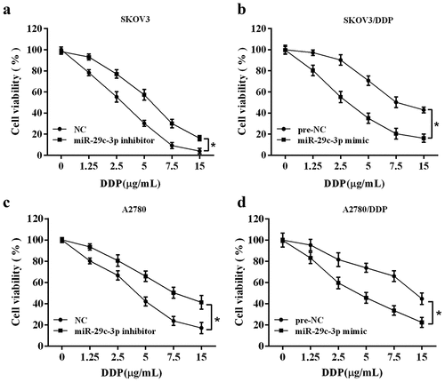 Figure 2. Effect of miR-29c-3p on cell viability of DDP-treated ovarian cancer cells. (a) The DDP-sensitive cell line (SKOV3) was transfected with miR-29c-3p inhibitor followed by the DDP treatment with increasing concentrations (0, 1.25, 2.5, 5, 7.5, and 15 μg/mL) for 24 h. Cell viability was detected using the MTT assay. (b) The DDP-resistant cell line (SKOV3/DDP) was transfected with miR-29c-3p mimic followed by the DDP treatment with increasing concentrations (0, 1.25, 2.5, 5.0, 7.5, 15 μg/mL) for 24 h. Cell viability was detected using the MTT assay. (c) The DDP-sensitive cell line (A2780) was transfected with miR-29c-3p inhibitor followed by the DDP treatment with increasing concentrations (0, 1.25, 2.5, 5, 7.5, and 15 μg/mL) for 24 h. Cell viability was detected using the MTT assay. (b) The DDP-resistant cell line (A2780/DDP) was transfected with miR-29c-3p mimic followed by the DDP treatment with increasing concentrations (0, 1.25, 2.5, 5.0, 7.5, 15 μg/mL) for 24 h. Cell viability was detected using the MTT assay. Three independent experiments with biological repeats. *P < 0.05, vs. negative control (NC) or pre-NC