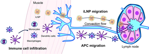 Figure 7. Plausible mechanisms of iLNP mRNA vaccines after their intramuscular injection. In one pathway, iLNPs migrate to the lymph nodes to provide antigen protein expression in APCs in the lymph nodes. In the other, immune cells infiltrate into the injection sites and migrate to the lymph nodes after taking up antigens.