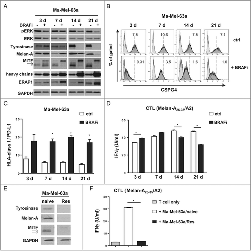 Figure 4. Regulation of antigen expression by BRAFi in tumor cells and its impact on Melan-A-specific CD8+ T cell activation in patient model Ma-Mel-63. (A) Expression of pERK, ERK, Tyrosinase, Melan-A, MITF, HLA heavy chains, and ERAP1 in BRAFi (vemurafenib, 0.5 µM)-treated or -untreated BRAFV600E-positive Ma-Mel-63a cells was determined by Western blot. GAPDH served as loading control. Representative data from one of at least two independent experiments. (B) Surface expression of CSPG4 on BRAFi-treated and -untreated (3, 7, 14 or 21 d, filled dark grey) Ma-Mel-63a cells was measured by flow cytometry. Unstained tumor cells were used as negative control (filled light grey). Representative data from one of three independent experiments. (C) Surface expression of HLA-class I and PD-L1 on Ma-Mel-63a cells after BRAFi treatment (0.5 µM). Data are depicted as ratio of mean fluorescence intensity of HLA class I to PD-L1 (mean+SEM, n = 4–5). *, p < 0.05, BRAFi vs ctrl. (D) IFNγ release by Melan-A-specific, HLA-A2-restricted CD8+ T cell clone stimulated with BRAFi-treated or -untreated Ma-Mel-63a cells (HLA-A2+) was determined by ELISA and one representative data from two independent experiments is shown as mean+SEM. (E) Expression of Tyrosinase, Melan-A and MITF in BRAFi-naive or -resistant (Res) Ma-Mel-63a cells was determined by Western blot. GAPDH served as loading control. Representative data from three independent experiments. (F) IFNγ release by Melan-A-specific, HLA-A2-restricted CD8+ T cell clone stimulated with BRAFi-naive or -Res Ma-Mel-63a cells (HLA-A2+) was determined by ELISA and one representative data from two independent experiments is shown as mean+SEM.