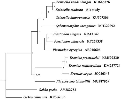 Figure 1. Phylogenetic tree obtained from BI analysis based on 13 concatenated mitochondrial PCGs. Numbers on node are posterior probability (PP).