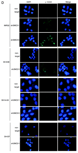 Figure 3D. See Figure 3A–Clegend.