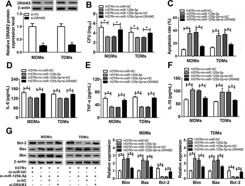 Figure 5. The promotion of miR-125b-5p knockdown on human macrophages apoptosis in vitro with H37Rv infection was abolished by silencing DRAM2. (a) Western blot assay examined expression level of DRAM2 in MDMs and TDMs transfected with siRNA against DRAM2 (si-DRAM2) or its negative control (si-NC). (bg) MDMs and TDMs were transfected with in-miR-125b-5p alone or combined with si-DRAM2 for 48 h, followed with H37Rv infection for 48 h. (b) CFU assay determined mycobacterial viability. (c) Apoptosis rate was recorded by FACS. (d–f) ELISA measured IL-6, IL-10, and TNF-α levels in cell culture supernatant. (g) Western blot assay examined Bcl-2, Bax, and Bim levels. All operations were launched in triplicate. * P < 0.05