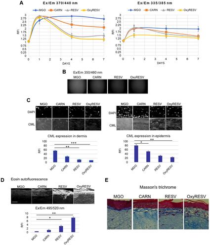 Figure 5 Topical applications of Carnosine, Resveratrol and OxyResveratrol in skin models inhibit the formation of AGEs and protect against structural defects induced by glycation. (A) Skin models were treated with MGO and topically applied Carnosine, Resveratrol and OxyResveratrol; AGE-related auto-fluorescence was measured in a microplate reader at Ex/Em 370/440 nm and Ex/Em 335/385 nm at day 0, 1, 4 and 7. RFI in the control model equals 1, (B) Auto-fluorescence signals from the skin models under a fluorescence microscope, DAPI channel, (C) Models were stained with the anti-CML antibody and the signal intensity of CML in the dermis and the epidermis quantified relative to the MGO-treated control. Scale bars are 25 μm, (D) Models were stained with H&E and the signal intensity of eosin in the dermis was quantified relative to the MGO-treated control, (E) Masson’s trichome staining of the models. Scale bars are 50 μm. p-values are *<0.05, **< 0.01, ***<0.001, n=3.