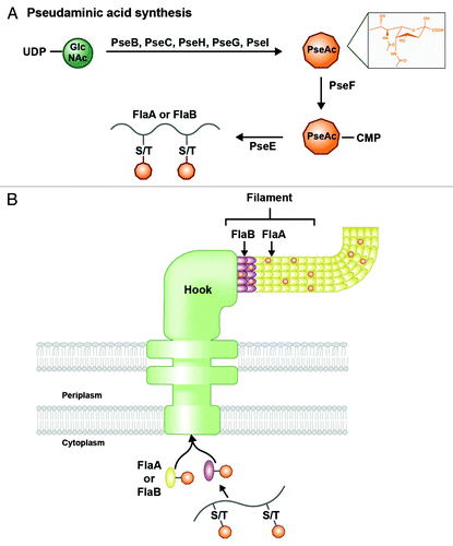 Figure 6. O-linked glycosylation of flagellar proteins in H. pylori. (A) Pseudaminic acid (PseAc) is synthesized in a five-step enzymatic process from a UDP-GlcNAc precursor. The structure of PseAc is shown (inset). It is then linked to a CMP nucleotide donor by PseF, and transferred by PseE from this donor to a serine or threonine residue on a FlaA or FlaB protein before the protein folds. (B) Glycosylated FlaA and FlaB proteins fold in the cytoplasm and display surface-exposed PseAc residues. Modified FlaA and FlaB are then translocated through the flagellar machinery to compose the flagellar filament. PseAc additions are apparent on both proteins within the filament.