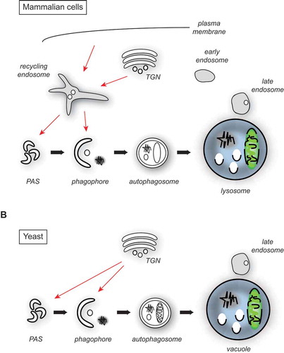 Figure 1. Atg9/ATG9A trafficking in yeast and mammalian cells. (A) Architecture of the endosomal system in mammalian cells and the major putative ATG9A sorting pathways to the PAS and phagophore membranes (red arrows). For simplicity, the potential fusion of the autophagosome with an endosome, resulting in the formation of an amphisome, is not depicted. (B) Proposed organization of the yeast endosomal system and the main Atg9 transport routes to the PAS and phagophore membranes (red arrows).