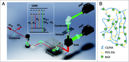 Figure 1 Experimental approaches. (A) Schematic drawing of a CA RS microscope. The inset window shows the energy diagram of CA RS. ωp: pump frequency; ωs: Stokes frequency; DM: dichroic mirror; PMT: photomultiplier tube. (B) Schematic of the composition of the gel scaffolds for the growth of DRG neurites. The figure is not to scale.