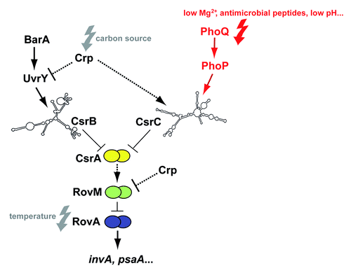 Figure 1. Regulatory cascade controlling expression of Y. pseudotuberculosis early-stage virulence genes. Expression of the virulence genes invasin (invA) and psaA is activated by the thermosensing virulence regulator RovA. Synthesis of RovA is controlled in a nutrient-dependent manner by a regulatory cascade, including the cAMP receptor protein (Crp) and the two-component regulatory proteins UvrY/BarA. They regulate components of the carbon storage regulator (Csr) system, i.e., the regulatory RNAs CsrB and CsrC and the RNA-binding protein CsrA. Upregulation of CsrB and/or CsrC leads to the sequestration of CsrA, whereby synthesis of the LysR-type repressor RovM is inhibited, which allows production of RovA. Furthermore, RovM synthesis is repressed by Crp downstream of CsrA via an unknown mechanism. The new finding that csrC expression is activated by the PhoP/PhoQ two component system is highlighted in red. Solid lines illustrate direct control, and dashed lines indirect regulation by the indicated regulator.