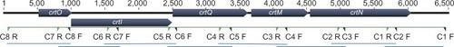 Figure 1 Positions of overlapping primers on the crtOPQMN operon.Note: The green triangles indicate the position of overlapping primers used for the amplification and sequencing of the crtOPQMN operon.Abbreviations: crtOPQMN, carotenoid biosynthetic operon; F, forward; R, reverse; crtO, glycosyl-4,4′-diaponeurosporenoate acyltransferase; crtI, phytoene dehydrogenase; crtQ, 4,4′-diaponeurosporenoate glycosyltransferase; crtM, dehydrosqualene synthase; crtN, dehydrosqualene desaturase.
