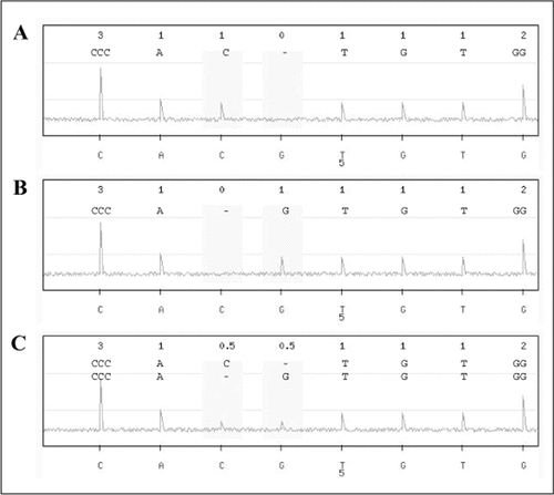 Figure 3. Calculated Pyrosequencing results for human insulin-associated SNP rs3842748.Oligonucleotide primers for PCR and Pyrosequencing are indicated in Figure 2. The SOP3 application provided a recommended order of nucleotide dispensation events and pyrogram for each (A and B) homozygous and (C) heterozygous genotype. The nucleotide sequence examined is indicated in each panel. SNP, single nucleotide polymorphism.