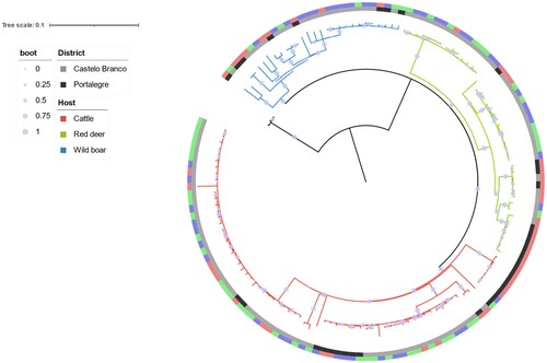 Figure 3. Phylogenetic analysis of 144 Eu2 Mycobacterium bovis from the central-east animal TB hotspot area in Portugal. A GTR (General Time Reversible) model and maximum-likelihood approach were used. Branch colours represent the three major clades. Host and district metadata are also highlighted for each genome. The scale represents the number of nucleotide substitutions. Boot – bootstrap values obtained from 1000 runs.