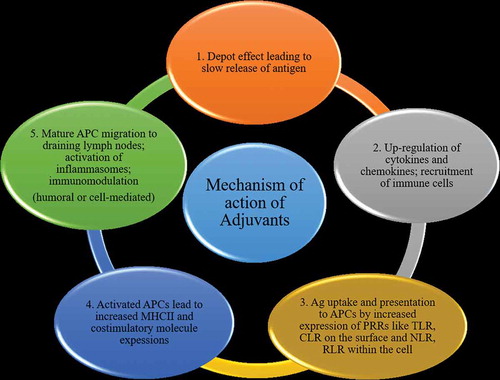 Figure 2. Mechanism of action of adjuvants