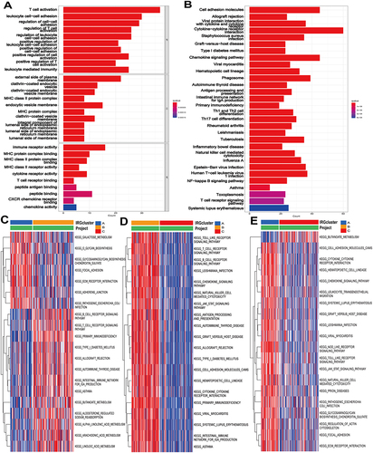 Figure 4 Comparative functional enrichment study of genes with differential expression (DEGs). (A) Gene Ontology enrichment analysis of DEGs, including BP, CC, and MF. (B) Kyoto Encyclopedia of Genes and Genomes (KEGG) enrichment analysis of DEGs. (C–E) GSEA enrichment of KEGG pathway in DEGs clustering groups A and B, B and C, and A and C, respectively.