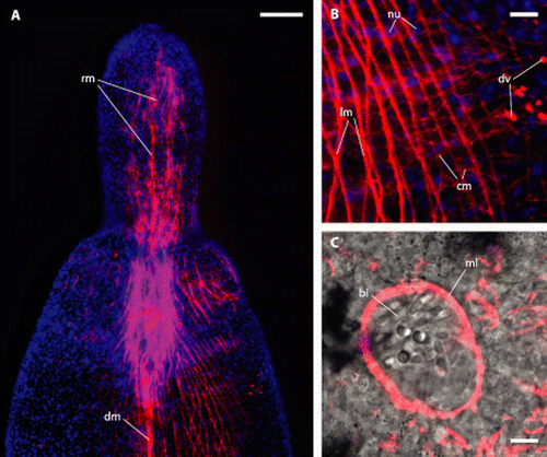 Figure 6.  Paracatenula galateia sp. nov. Phalloidin staining of muscles. A. Anterior region showing rostrum muscles (rm) and dorsal cord muscles (dm) B. Detail showing longitudinal fibres (lm), thin circular fibres (cm), nuclei of the epidermis (nu) sunken into the muscle sheath and dorsoventral fibres (dv). C. Muscular layer (ml) surrounding the pouch that contains the bipartite inclusions (bi). Scale bars 50 µm (A) and 5 µm (B, C).