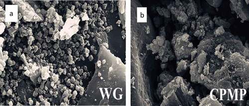 Figure 5. SEM of WG and CPMP (5000 X)