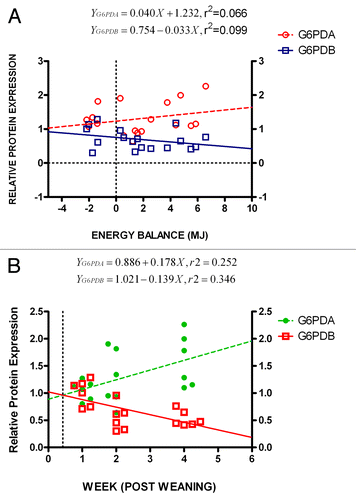 Figure 4. (A) Protein expression ratio (relative to β-actin) of oG6PDH isoforms (oG6PDA and oG6PDB) in ovine adipose tissue as a function of WPW. Linear regression analysis was performed to test the linear relationship between protein expression of protein forms of oG6PDH and energy balance. A positive oG6PDA and negative oG6PDB protein expression correlation was found in relation to the energy balance changes. The slope differences between the best-fit curves were significant (***P < 0.001). The insert depicts the equation formulae for both best-fit lines. (B) Protein expression ratio (relative to β-actin) of oG6PDH isoforms (oG6PDA and oG6PDB) in ovine adipose tissue as a function of energy balance (MJ). Linear regression analysis was performed to test the linear relationship between protein expression of protein forms of oG6PDH and energy balance. A positive oG6PDA and negative oG6PDB protein expression correlation was found in relation to the energy balance changes. The slope differences between the best-fit curves were significant (***P < 0.001). The insert depicts the equation formulae for both best-fit lines.