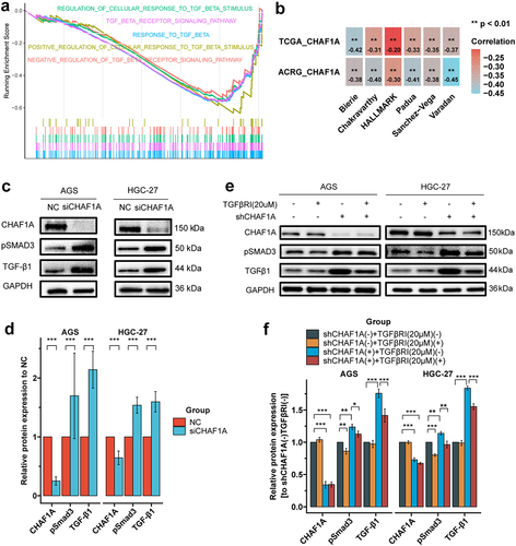 Figure 6. CHAF1A expression and TGF-β signaling. (a) Gene set enrichment analysis by CHAF1A expression levels indicated that signaling associated with TGF-β were down-regulated in the high expression group. (b) correlation of CHAF1A mRNA expression with TGF-β scores (signature authors are shown) based on transcriptome. (c) CHAF1A siRNA (siCHAF1A) up-regulates the expressions of TGF-β1 and phosphorylated SMAD3 (pSMAD3). (d) quantization of grayscale values in figure C. (e) the TGF-β receptor inhibitor (TGFβRI) SB-431542 inhibits the up-regulation of TGF-β1 and pSMAD3 by CHAF1A shRNA (shCHAF1A). (f) quantization of grayscale values in figure e. ACRG: Asian Cancer Research Group; TCGA: the Cancer genome atlas.