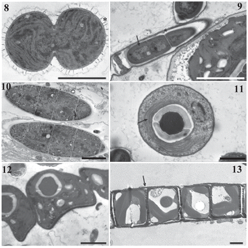 Figs 8–13. TEM micrographs of the main phototrophs found in cultured phototrophic biofilms. Fig. 8. Synechocystis sp., showing a layered envelope with radial projections (asterisk); Fig. 9. Pseudanabaena sp., arrow indicates characteristic parietal arrangement of thylakoids in longitudinal section; Fig. 10. Phormidium sp.; Fig. 11. Chlorococcum sp., arrow indicates a single plastid and pyrenoid; Fig. 12. Scenedesmus sp.; Fig. 13. Diadesmis confervacea, overlap of girdle bands is visible in lateral view of a cell chain (arrow).Scale bars: 5 µm.