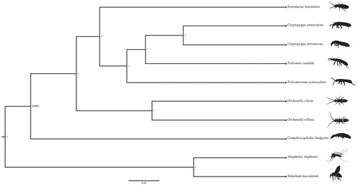Figure 1 . Bayesian phylogenetic tree of Isotomurus maculatus and nine other species (seven Collembola and two arthropods) with the nodes showing well supported posterior probabilities. The following species were used for the phylogenetic analysis: Isotomurus maculatus MK509021 (Collembola, Isotomidae), Cryptopygus antarcticus NC_010533 (Collembola, Isotomidae), Cryptopygus terranovus NC_037610 (Collembola, Isotomidae), Folsomia candida KU198392 (Collembola, Isotomidae), Folsomotoma octooculata KC862316 (Collembola, Isotomidae), Orchesella cincta NC_032283 (Collembola, Entomobryidae), Orchesella villosa EU016195 (Collembola, Entomobryidae), Gomphiocephalus hodgsoni AY191995 (Collembola, Hypogastruridae), Anopheles stephensi KT899888 (Diptera, Culicidae), Simulium maculatum NC_040120 (Diptera: Simuliidae).