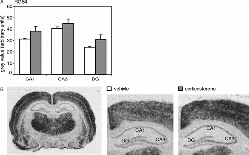 Figure 1 (A) RGS4 mRNA expression in the hippocampal subfields (CA1, CA3 and DG) was not significantly affected by an injection with a high dose of corticosterone (CA1: P = 0.17; CA3: P = 0.39; DG: P = 0.18). (B) Autoradiogram of a complete coronal brain section from a vehicle-injected animal (left) shows the overall expression pattern of RGS4 mRNA in the rat brain. On the right, hybridization signals of the hippocampus are shown separately for a vehicle- and a corticosterone-injected animal. Hybridization with the sense probe did not yield any specific signal (data not shown). N = 8 per group.