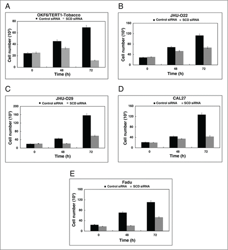 Figure 4. Inhibition of SCD decreases cellular proliferation. Silencing of SCD led to a decrease in cell proliferation of (A) OKF6/TERT1-Tobacco, (B) JHU-O22, (C) JHU-O29, (D) CAL27 and (E) Fadu cells.