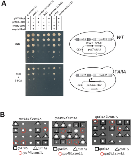 Figure 4. Genetic link between CARA-RNAPI and monopolin mutants. (A) csm1, lrs4 and tof2 deletion are synthetic lethal with CARA-RNAPI. Ten-fold serial dilutions of yeast bearing the indicated genotype, and construct expressing unfused RRP43 and RRN3 from their own promoter (pWT-URA3) and expressing the translational fusion of RRN3 with RPA43 (pCARA-LEU2) expressed from the strong PGK1 promoter. Empty plasmids (empty-LEU2 and empty-URA3) were used to introduce similar auxotrophic markers in all genetic background. FOA is used to counterselect cells prototroph for uracil, allowing growth of cells after loss of empty-URA3 and pWT-URA3 constructs. Viability of each mutants was evaluated by comparing plates with (FOA) or without FOA (YNB). Schematic representation of genetic background is shown on the right panel. (B) Absence of genetic interaction between csm1 deletion and RNAPI subunit deletion rpa14, rpa49 and rpa34. Strain bearing csm1 deletion was crossed with three haploid strain bearing rpa14, rpa49 and rpa34 deletion respectively. Resulting diploids were submitted to tetrad analysis. The growth pattern of five tetrads is shown after 6 days on YPD at 30°C. Replica plating on appropriate omission media identified the genotype of individual segregants and is indicated by a shape. For each panel, single mutant is shown in black (triangle for csm1∆; square for RNAPI deletion). Double mutant is depicted by a red circle.