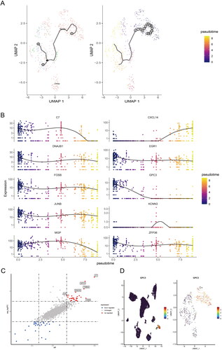 Figure 3. GPC3 is up-regulated in the CAFs of the advanced GC. (A) UMAP map showed single-cell trajectory of CAFs in normal gastric tissues, superficial and deep layers of tumours by pseudotime analysis. (B) The expression level of different expression genes, which included C7, CXCL14, DNAJB1, EGR1, FOSB, GPC3, JUNB, KCNN3, MGP, ZFP36 in the different clusters of CAFs in normal gastric tissues, superficial and deep layers of tumours by pseudotime analysis. (C) The scatter diagram showed the different expression genes of CAFs in superficial and deep layers of tumours. (D) The GPC3 expression level in the 15 clusters and the different clusters of CAFs.
