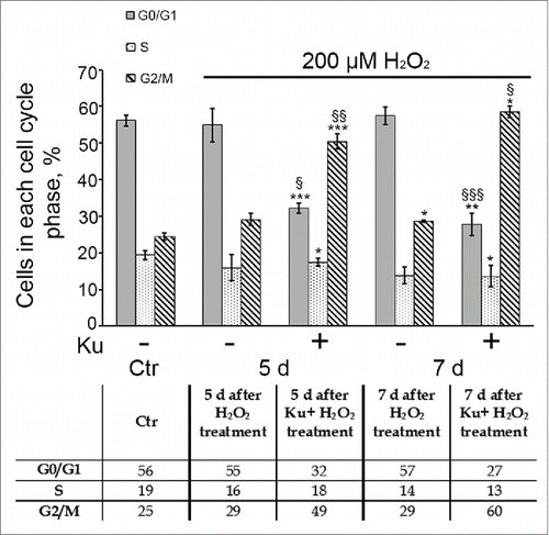 Figure 4. Down regulation of ATM activity by Ku resulted in the prolonged G2/M accumulation of H2O2-treated hMESCs. Flow cytometric analysis of cell cycle phase distribution: the percentage of cells in the G0/G1, S, and G2/M phases. M ± SD, N = 3, *p<0.05, ***p<0.005, versus control, §p<0.05, §§p<0.01, §§§p<0.005, versus H2O2-treated cells. Ctr – control.
