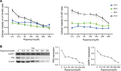 Figure 1 Rapamycin effect on U118-MG and U87 cells. (A) Viability of U118-MG and U87 cells treated with different rapamycin for 12, 24, 48, and 72 h assessed via CCK-8 assay. (B) DAPK1 and P62 expression in U118-MG cells treated with different rapamycin concentrations analyzed via Western blotting.