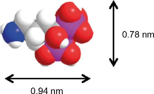 Figure 7 The molecular structure and size of the osteoporosis drug alendronate (ALN).