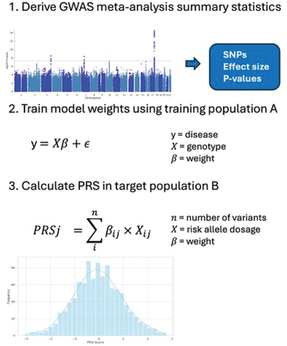 Figure 1. A) Genome-wide association study (GWAS) providing disease association summary statistics. An example Manhattan plot is shown, where the dashed line represents the threshold for genome-wide significance. B) Training (optimization) of the PRS based on GWAS summary association results in a dataset that is independent of the GWAS dataset. C) Calculation of the optimized PRS in target population.