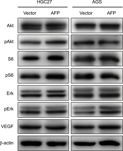 Figure S2 AFP overexpression had no effects on PI3K/Akt signaling or VEGF expression in gastric cancer cells.Notes: Proteins extracted from AFP-overexpressing gastric cancer cells and their controls were probed against indicated antibodies.