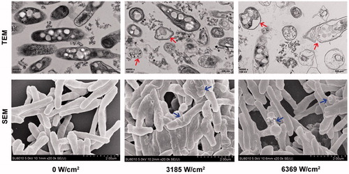 Figure 3. BCG structures and mycelial morphologies were observed under TEM and SEM, respectively, after irradiation with different HIFU intensities. The cell wall was intact in the control group. The BCG cytoplasm was partially coagulated into blocks (red arrow) in the 3185 W/cm2 group. The cell wall was broken, with leaked cytoplasm, and the membrane organelles were swollen and lysed (red arrow) in the 6369 W/cm2 group. The BCG cell wall was shrunken and depressed in 3185 W/cm2 group (blue arrow); broken and bulging cells with spilled cytoplasmic contents were observed in the 6369 W/cm2 group (blue arrow).